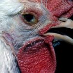 Everything related to poultry infectious bronchitis