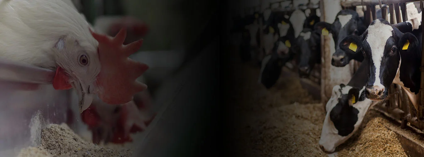 Gorgan Va Dasht Livestock, Poultry and Aquatic Feed Company Gorgan Va Dasht Livestock, Poultry and Aquatic Feed Company